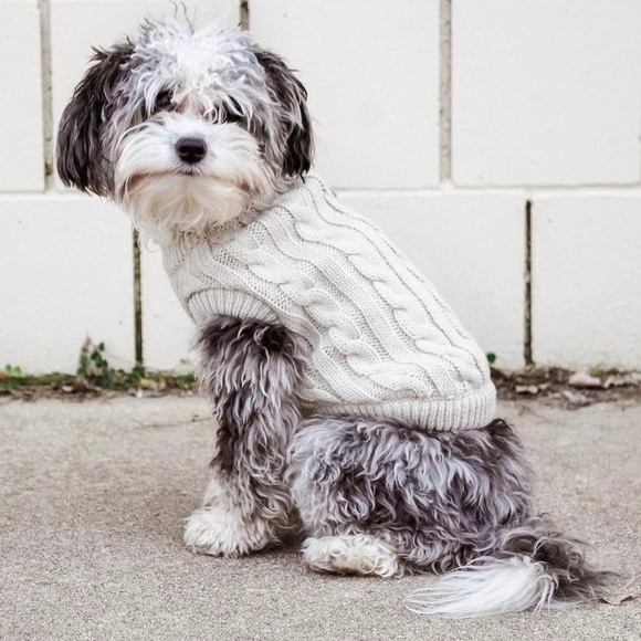 C.C Pet Cable Knit Sweater Size L (20-26 lbs) - Picture 8 of 10